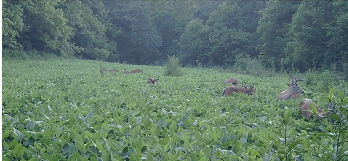 EAGLE BEANS FORAGE SOYBEANS / ROUNDUP READY Hunt Ready Farms
