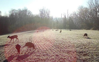 FROST SEEDING SEED
