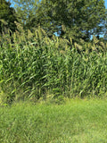 Forage Fence® (Screening, Bedding, Cover): 1 Acre