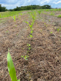 Green and Gold™ North (Glyphosate Tolerant Corn and Soybean)