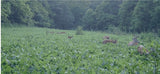 Wildlife Manager's Mix Midwest