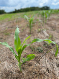 Green and Gold™ North (Glyphosate Tolerant Corn and Soybean)