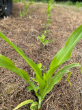Green and Gold™ North (Glyphosate Tolerant Corn and Soybean)