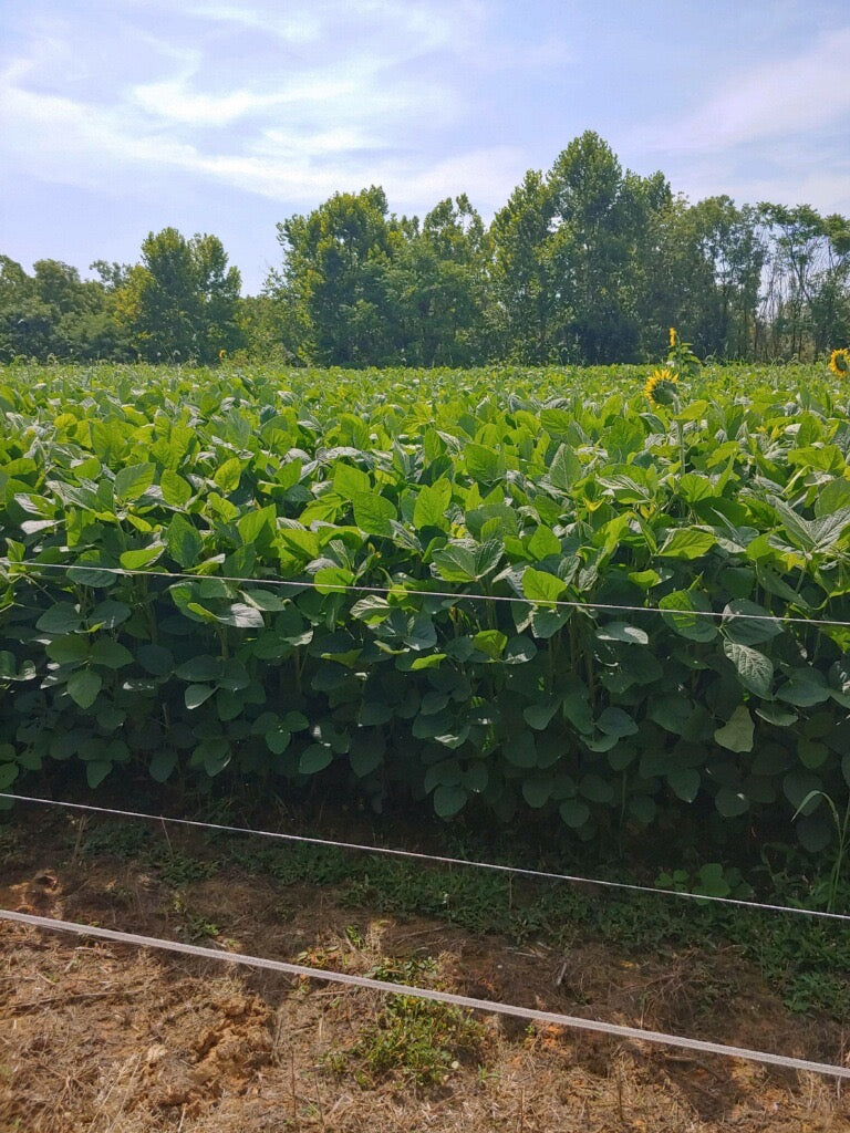 BIG BUCK 6™ NONGMO FORAGE SOYBEAN Hunt Ready Farms