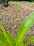 Green and Gold™ North (Glyphosate Tolerant Corn and Soybean)