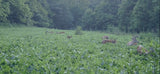 Big Fellow® Forage Soybean