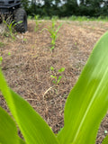 Green and Gold™ North (Glyphosate Tolerant Corn and Soybean)