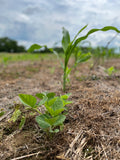 Green and Gold™ North (Glyphosate Tolerant Corn and Soybean)