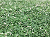 Clover Keeper® (Perennial): 1/6th Acre