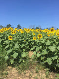 GRAND CHAMPION™ Clearfield® Hybrid Sunflowers – Treated