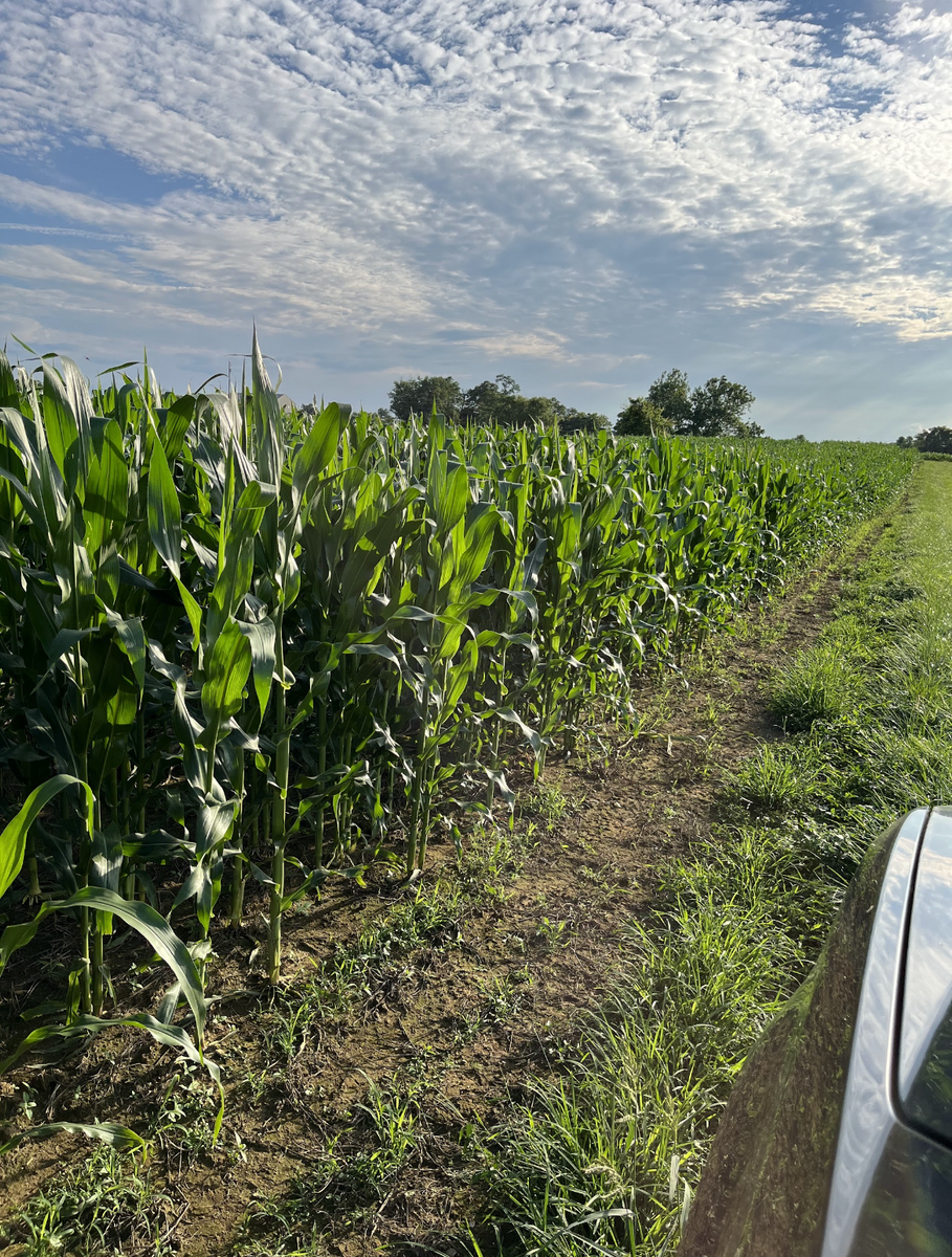 interline herbicide vs liberty Roundup Ready/Liberty Link Corn – Hunt Ready Farms