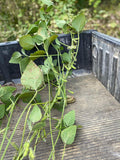 Game Keeper Soybeans by Eagle Seed