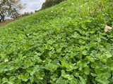 Top Five® Clover Blend (Annual): 1 Acre