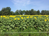 GRAND CHAMPION™ Clearfield® Hybrid Sunflowers – Treated