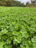 Top Five® Clover Blend (Annual): 1 Acre