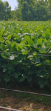 Game Keeper Soybeans by Eagle Seed