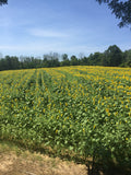 GRAND CHAMPION™ Clearfield® Hybrid Sunflowers – Treated
