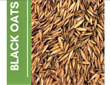 Eagle Seed Black Oats: 1/2 Acre