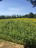 GRAND CHAMPION™ Clearfield® Hybrid Sunflowers – Untreated