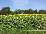 GRAND CHAMPION™ Clearfield® Hybrid Sunflowers – Untreated