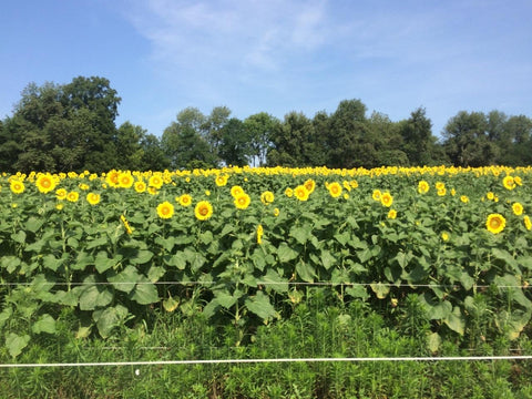 Clearfield®  Hybrid Sunflowers