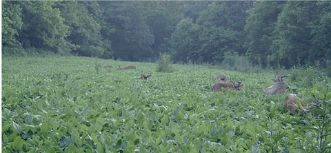 EAGLE BEANS FORAGE SOYBEANS / ROUNDUP READY
