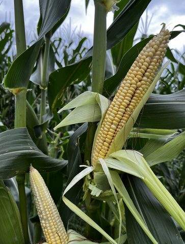 CORN ROUNDUP READY AND LIBERTY LINK TOLERANT