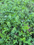 Green Keeper™ (Perennial) ALFALFA and Clover: 1 Acre