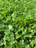 Hunt Master® (Perennial) CHICORY and CLOVER: 1 Acre