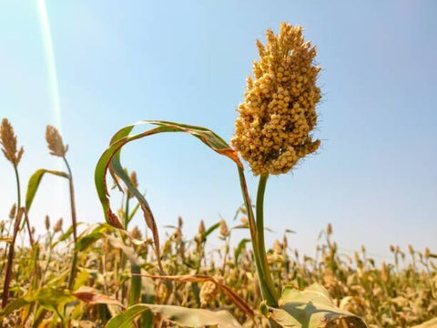 Brown Top Millet: (Med Height, Short Season) 2 Acres