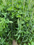 Buckwheat: (Soil Health & Deer Grazing) 1 Acre