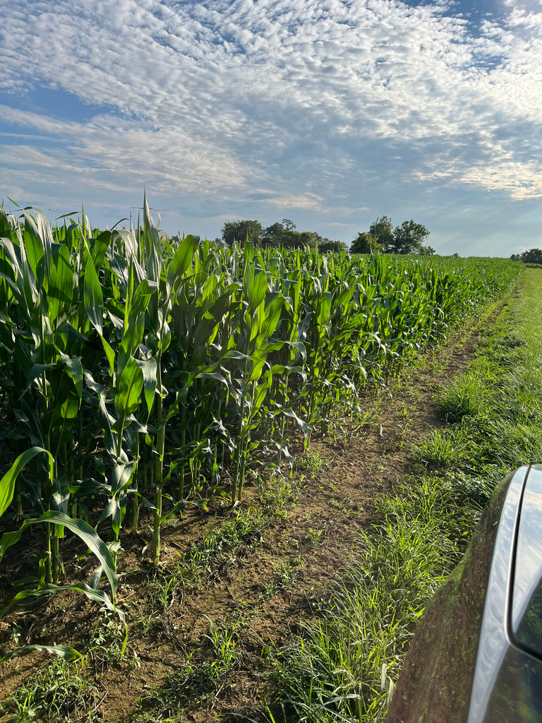 Eagle Seed Roundup® Ready Corn Hunt Ready Farms