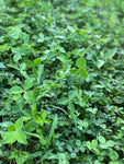 Green Keeper™ (Perennial) ALFALFA and Clover: 1 Acre