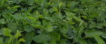 Forage Cowpeas:  (Summer Forage) 3/4 Acre to 1 Acre
