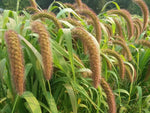 Golden Millet: (Med Height, Handles Fooding) 2 Acres