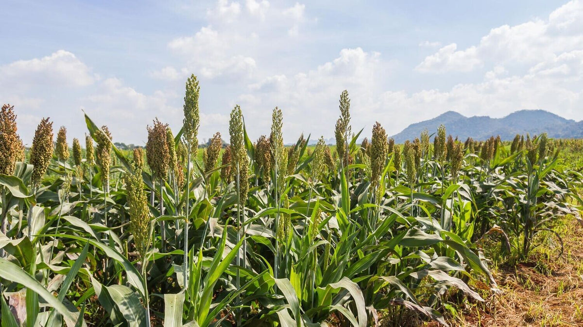Hybrid Pearl Millet (Med Height, Drought Tolerant) 23 Acres Hunt