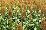 Hybrid Sorghum Sudan: (6-10 Feet; High Sugar) 2 Acres