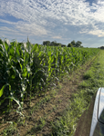 Liberty Link Corn, 3 Acre , Roundup Ready Corn