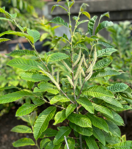 SILVERLEAF CHESTNUT (Eurobella) (Castanea crenata)