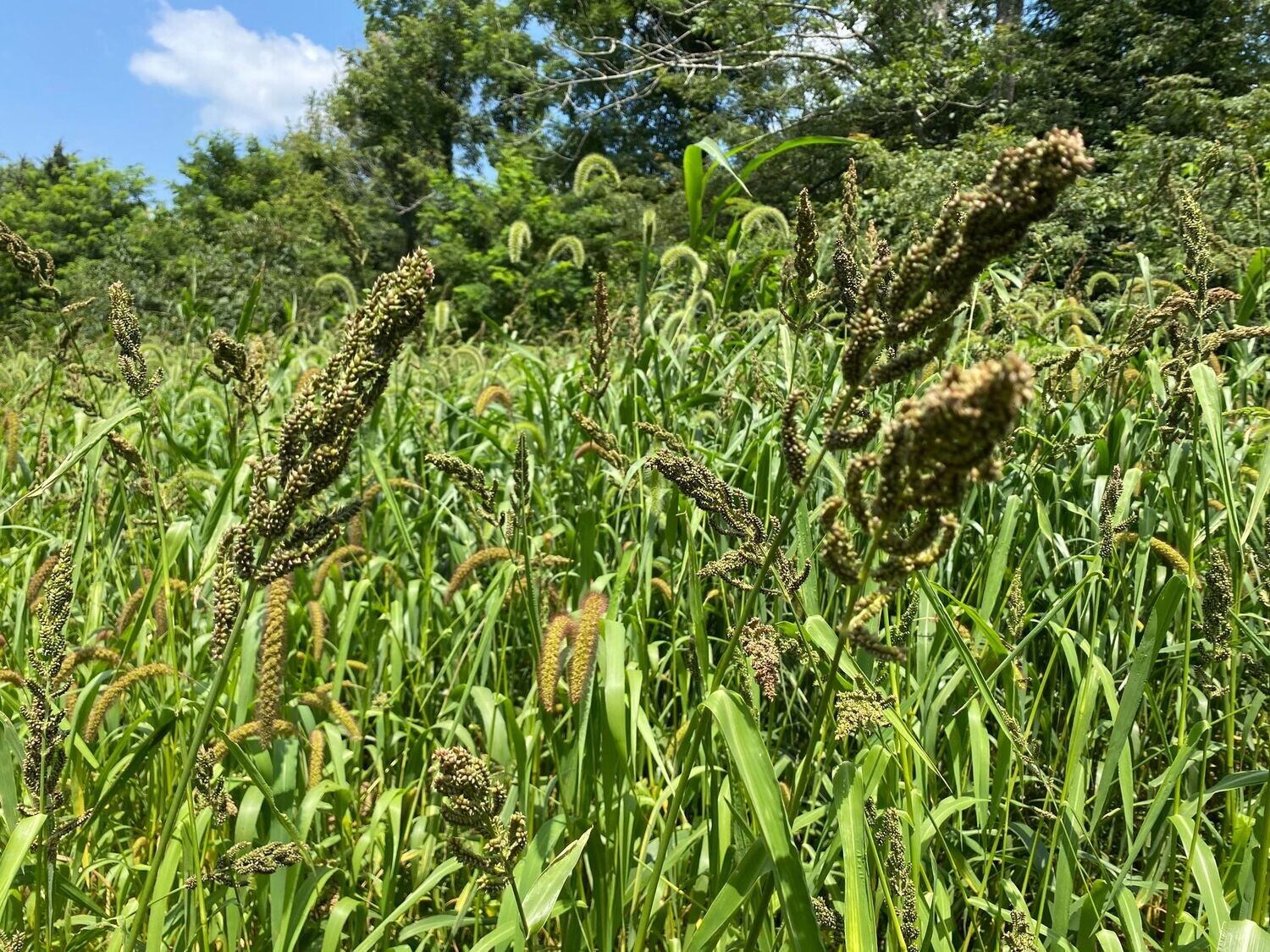 Japanese Millet: (Short Height, Takes Flooding) 2 Acres – Hunt Ready Farms