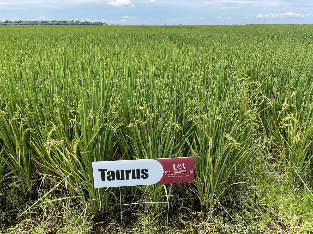 Taiga Rice Taurus Rice – Hunt Ready Farms