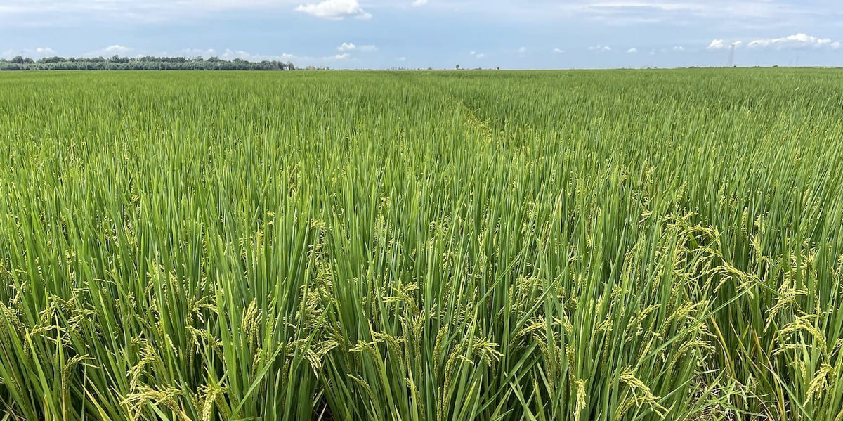 Jupiter Rice – Hunt Ready Farms