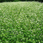 Buckwheat: (Soil Health & Deer Grazing) 1 Acre