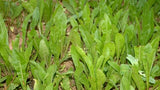 ES Chicory