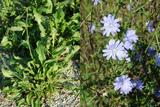 ES Chicory