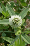 Frosty Berseem Clover