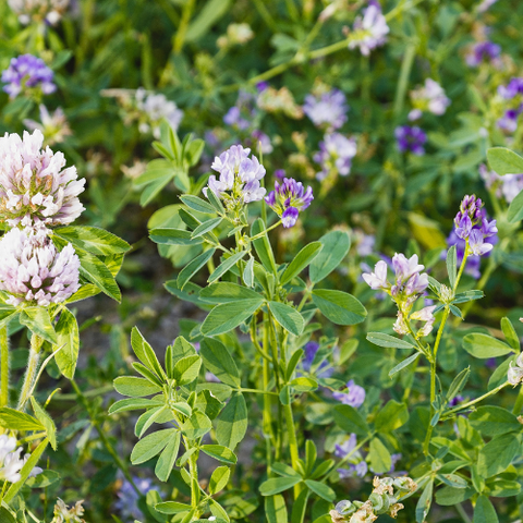 Green Keeper™ (Perennial) ALFALFA and Clover: 1 Acre