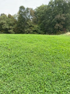 Top Five® Clover Blend (Annual): 1 Acre