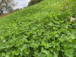 Top Five® Clover Blend (Annual): 1 Acre