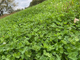 Top Five® Clover Blend (Annual): 1/6th Acre